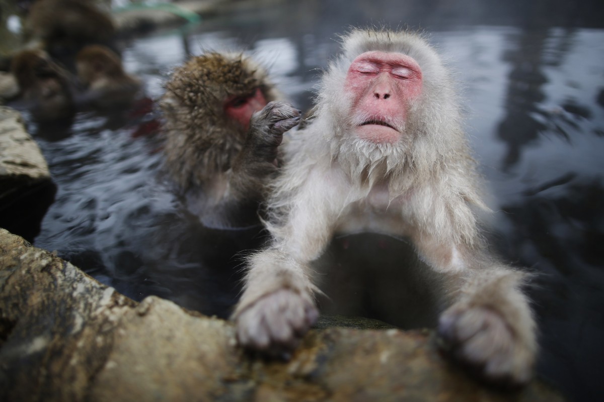 Japan's Monkey Queen Made It Through Mating Season With Her Reign Intact -  The New York Times, monkey