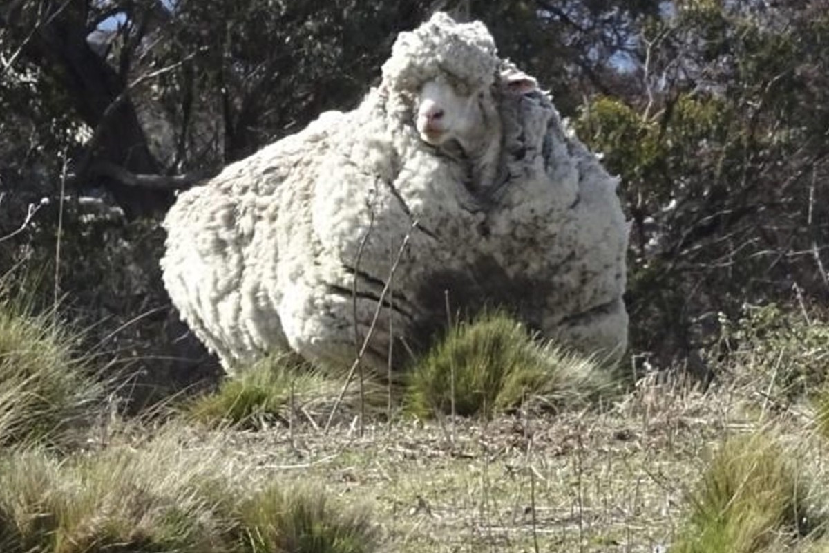 特撮 Sheep PortraitOfASheep.jpg?v=