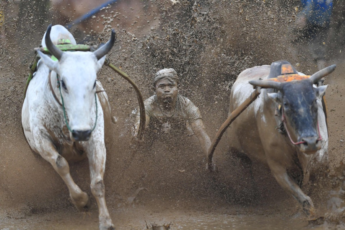 An Indonesian jockey rides two bulls with a cart during a traditional sport bull race in West Sumatra on December 1, 2018. Photo: Agence France-Presse
