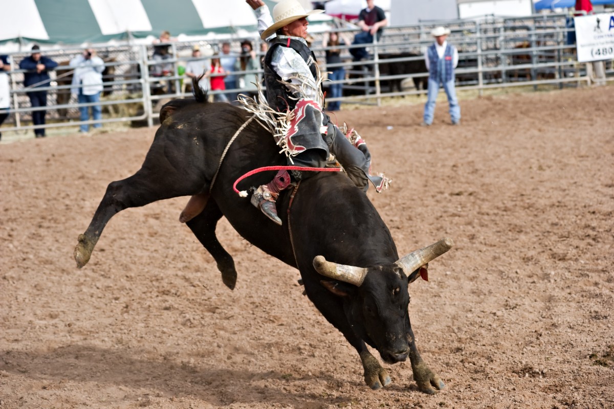 A cowboy rides a bucking bull at a 2010 rodeo in Apache Junction, Arizona. Photo: Shutterstock