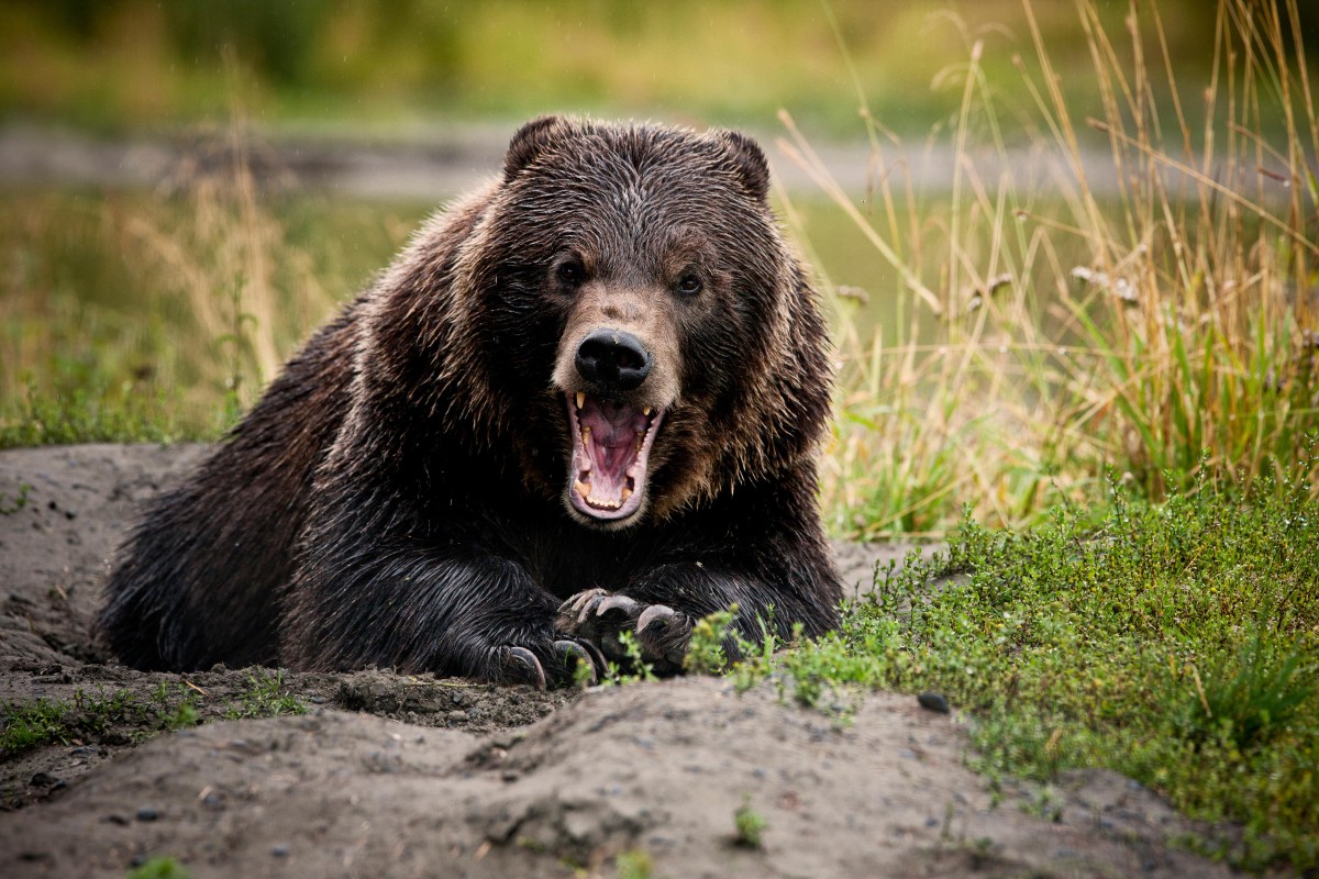 The bears suddenly came out in the afternoon in China markets. Photo: Alamy