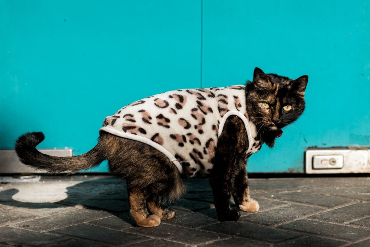 Over 300 Cats Die In The Uk From Illness That Could Be Linked To Toxic Pet Food Abc News