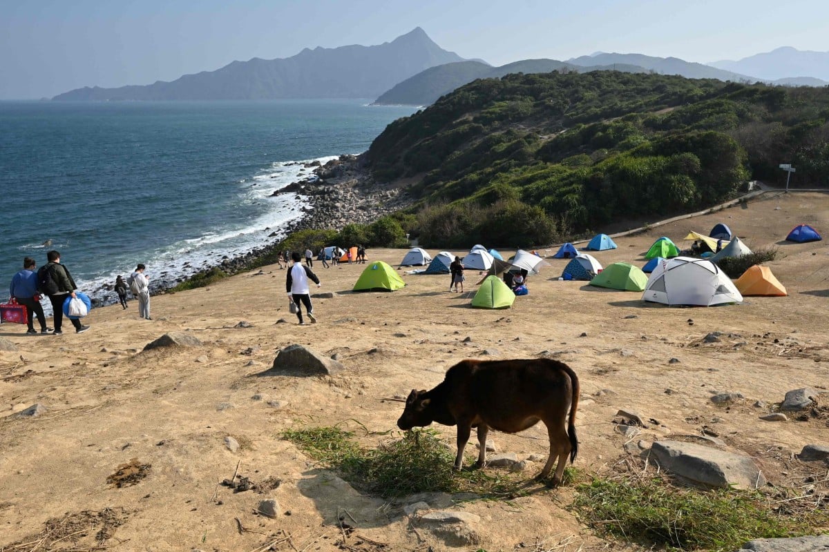 A cow eats grass brought in by volunteers on the remote Tap Mun, or Grass Island, in northeast Hong Kong as the animals struggle to find enough food thanks to a sudden influx of day-trippers and campers from the city due to the coronavirus pandemic. Photo: AFP