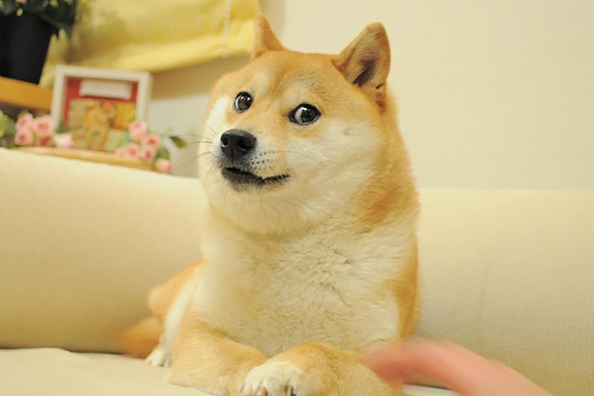 The Japanese Shiba Inu dog that inspired the doge meme. Photo: Handout