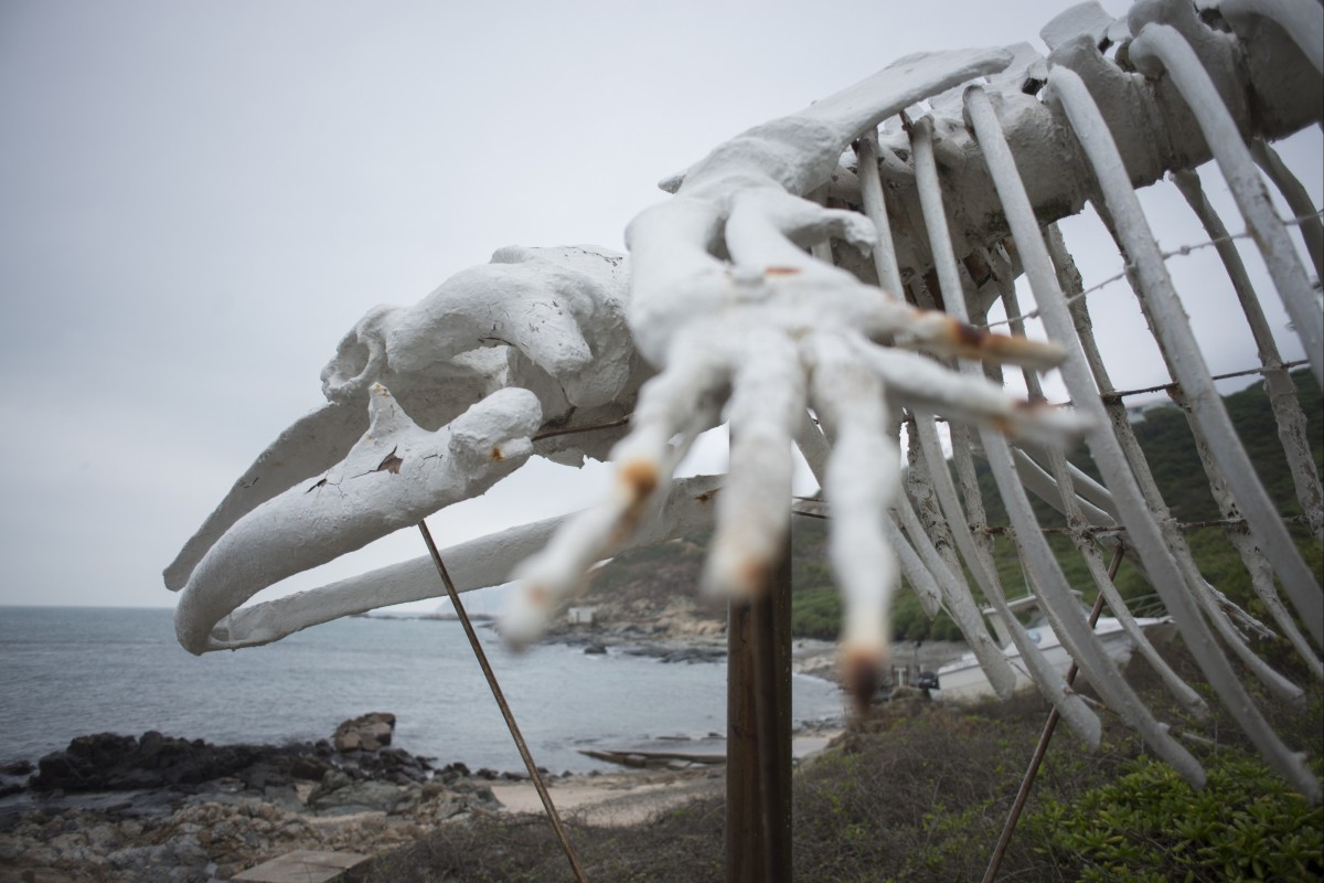 This image shows a whale skeleton at The Swire Institute of Marine Science (SWIMS), The University of Hong Kong, Cape d’Aguilar Road, Shek O.  22DEC15  [LIFE FEATURES]  PHOTO / Antony DICKSON