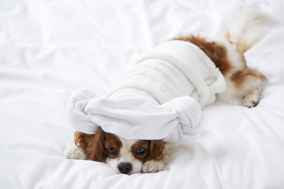 Looking to take your pet on a Hong Kong staycation with you? Check out The Murray Hong Kong’s Pawsome Staycation – plus 4 more pet-friendly packages. Photo: The Murray
