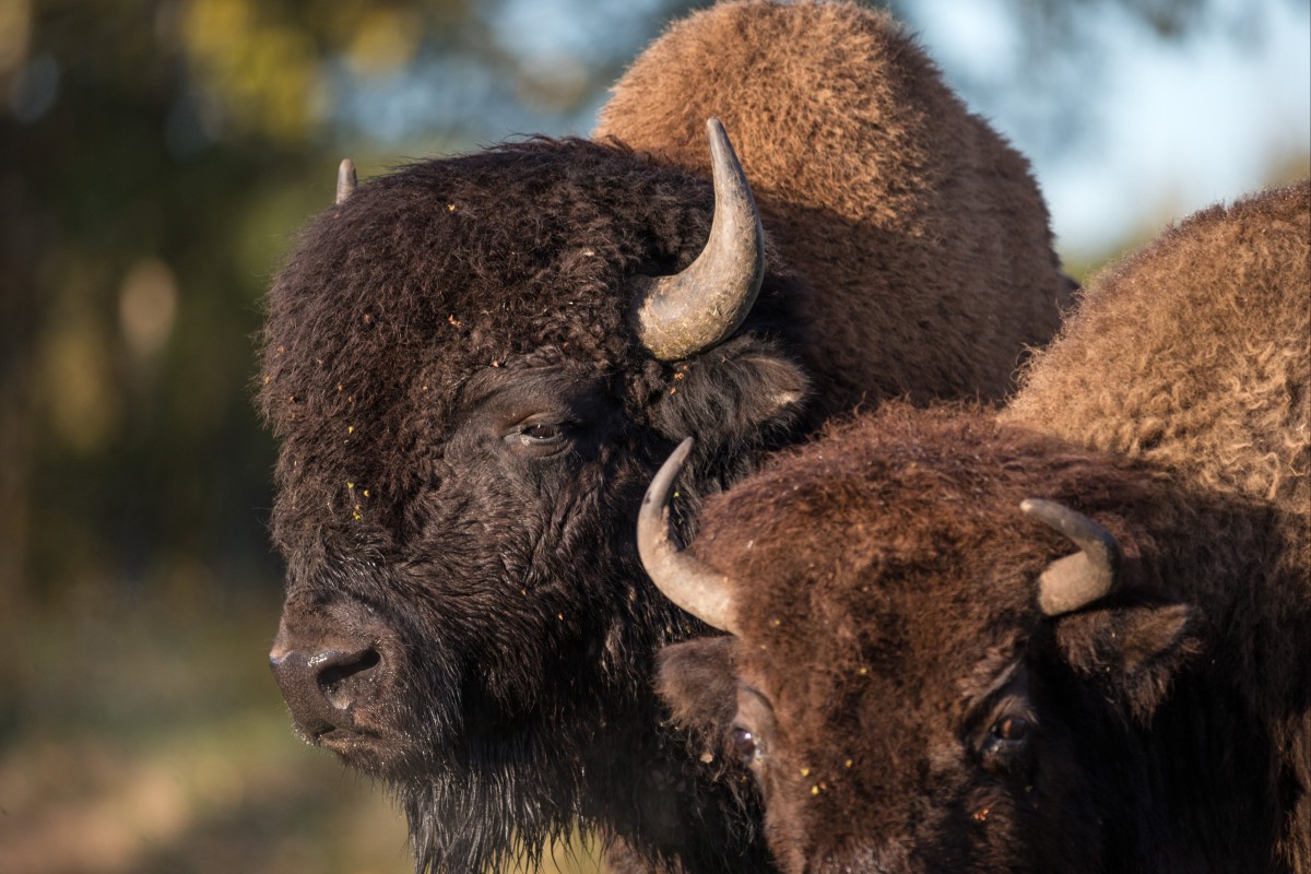 Plains bison at Elk Island National Park, Canada. Photo: Daniel Allen