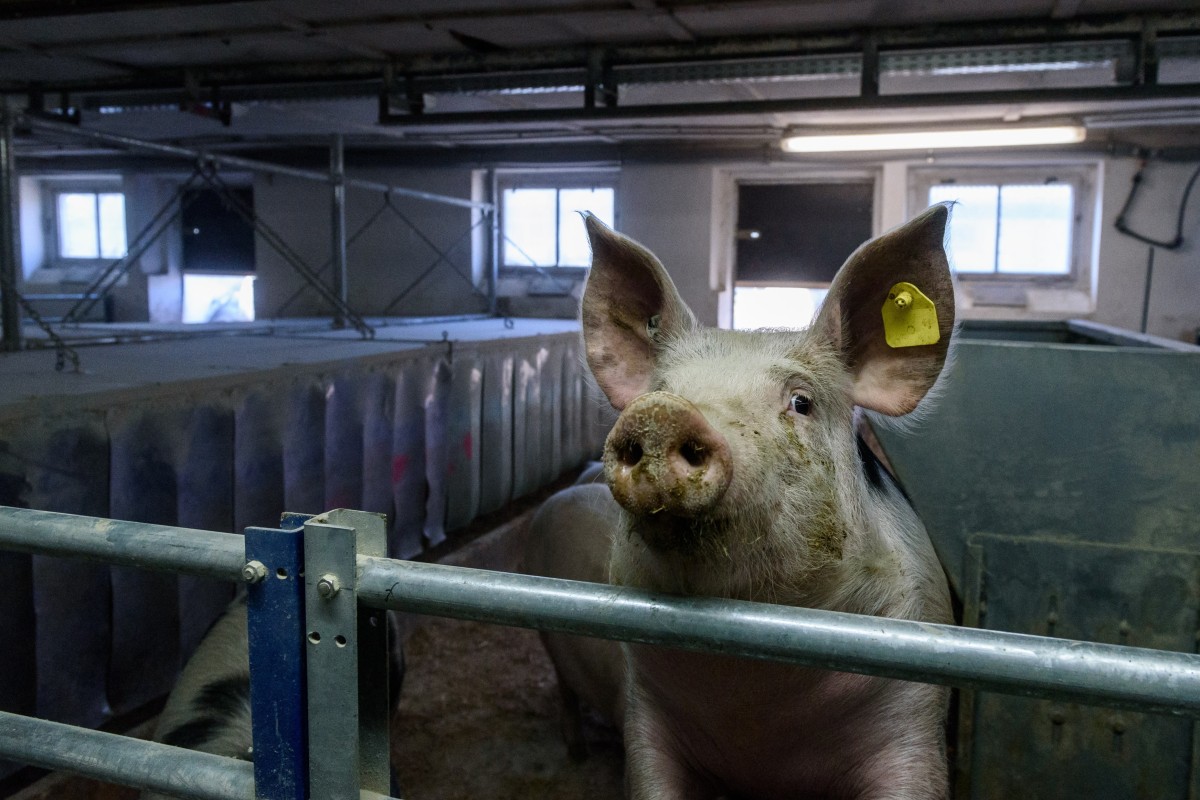 A pig stands in a shed of a pig farm in Brandenburg, Germany. Photo: EPA-EFE