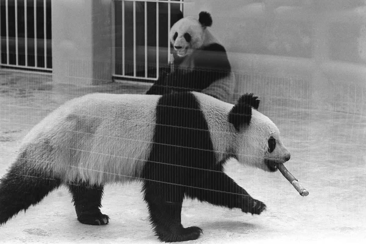 Bao Ling (front) and Bao Li appear in public for the first time at Ocean Park in 1978. Photo: SCMP