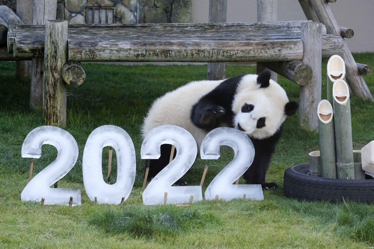 A giant panda at Adventure World theme park and zoo in Japan inspects the numbers 2022 carved out of ice in celebration of the coming year. Photo: Kyodo