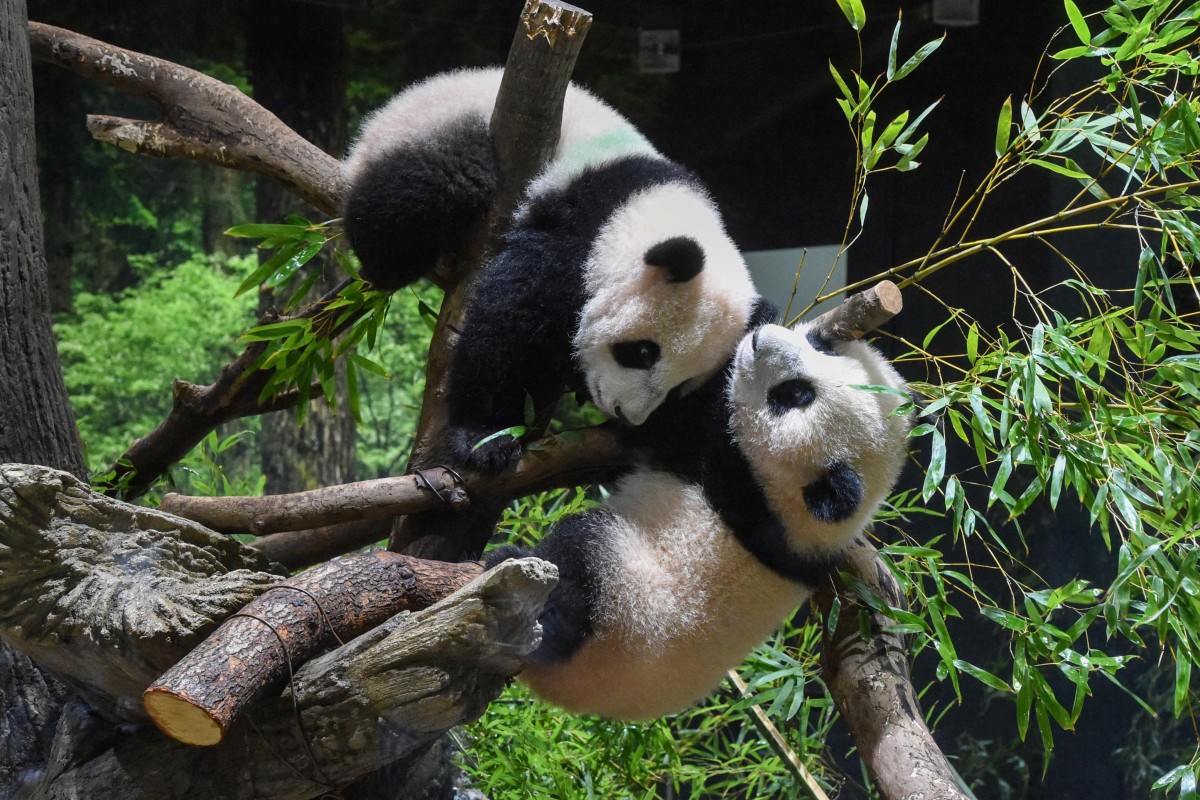 Twin giant pandas Xiao Xiao (above) and his sister Lei Lei play at Ueno Zoological Gardens in Tokyo on Wednesday. Photo: Tokyo Zoological Park Society Handout / AFP