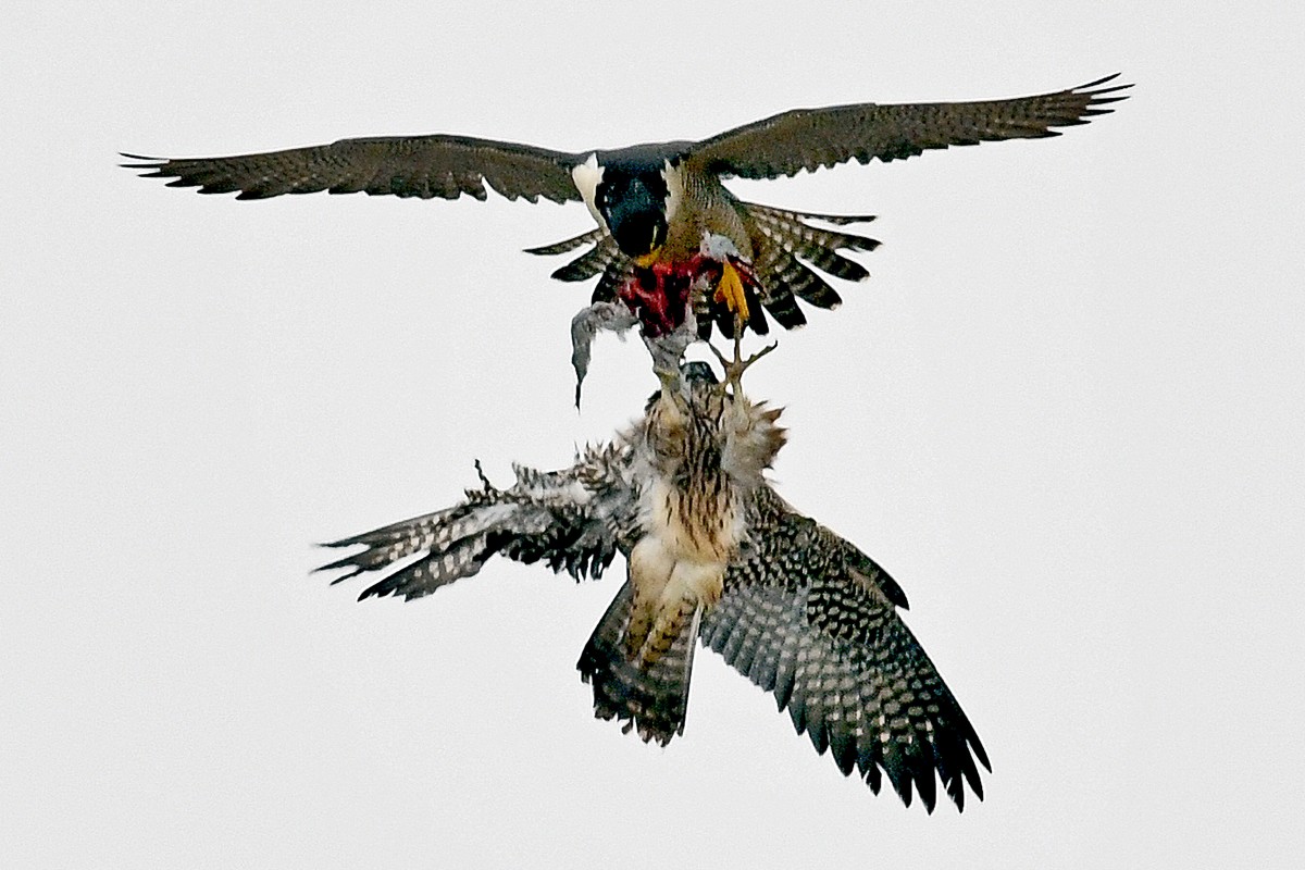 Peregrine falcons transfer food to one another over Los Angeles. Watching these raptors dive through the air at 350km/h would leave anyone awestruck, but awe of nature is something many city dwellers have lost. Photo: Getty Images