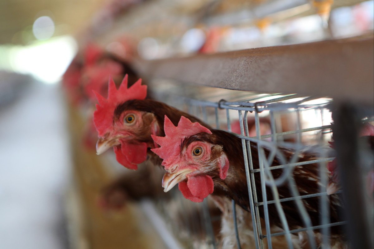 Chickens in a coop at a farm Photo: EPA