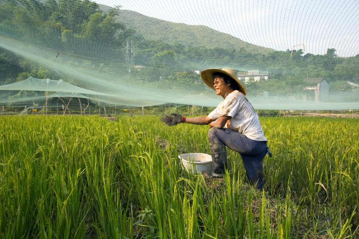 A farmer in Lai Chi Wo works in a field. HSBC’s Lai Chi Wo project repopulates abandoned farmland to create functional biodiversity. Photo: HKU Centre for Civil Society and Governance