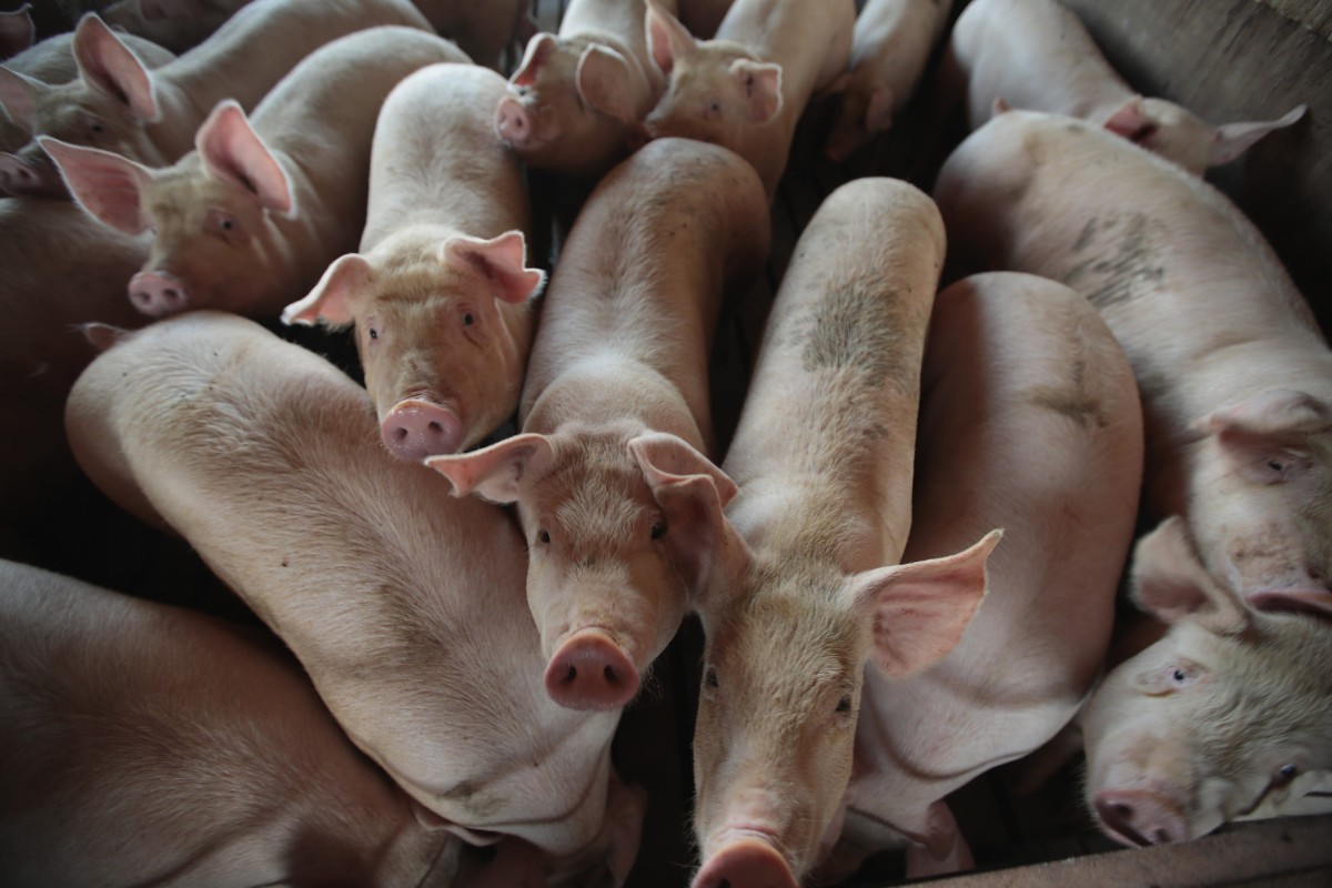 WH Group, the world’s largest pork producer, reported higher sales last year. Photo: Getty Images