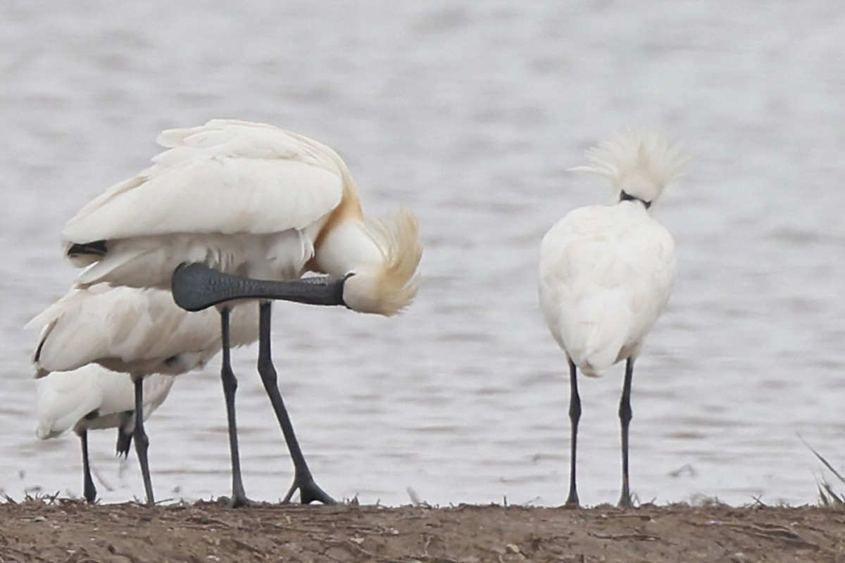 Black-faced spoonbills could be removed from endangered animals list in 2  years: Hong Kong environmental group | South China Morning Post