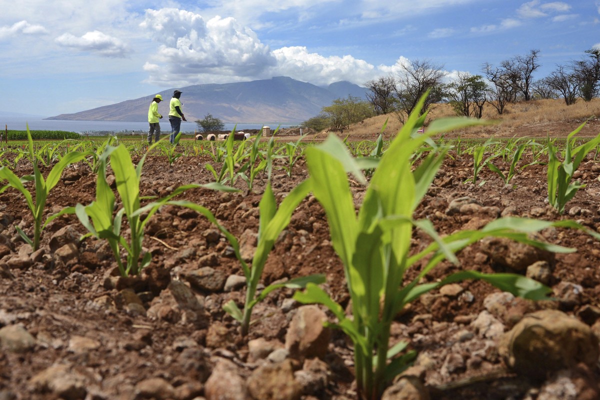 Investigators found one of Haitao Xiang’s electronic devices contained copies of the Nutrient Optimiser algorithm, part of an online farming platform developed by Monsanto and The Climate Corporation. Photo: The Maui News via AP