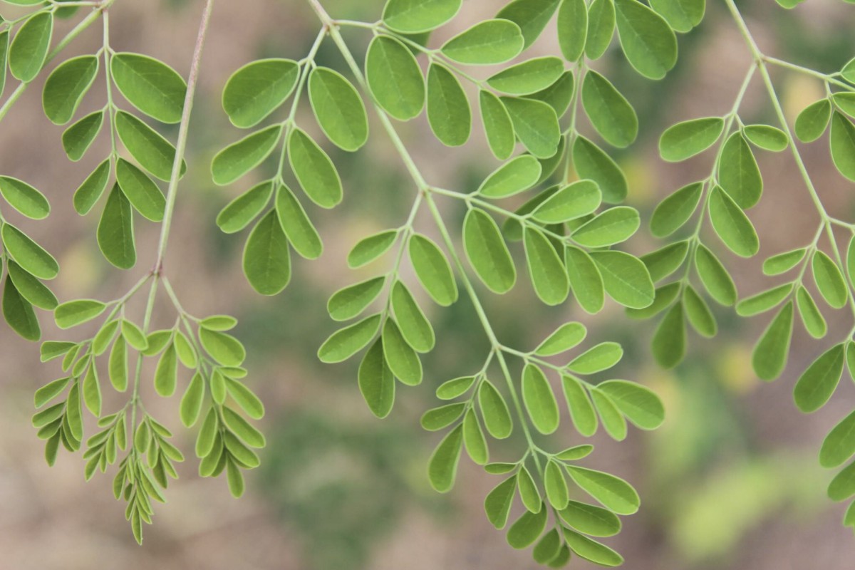 Leaves from the ‘miracle’ moringa tree are favoured by countless numbers of people, including India’s Prime Minister Narendra Modi, for both food and medicinal purposes. Photo: Handout