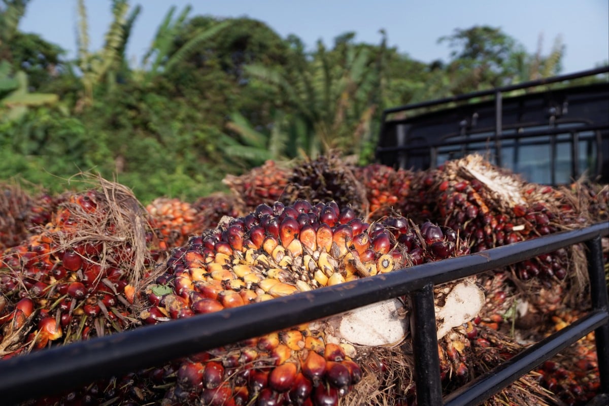 Bunches of harvested palm oil fruit are loaded onto a truck in Indonesia’s Borneo. File photo: Bloomberg
