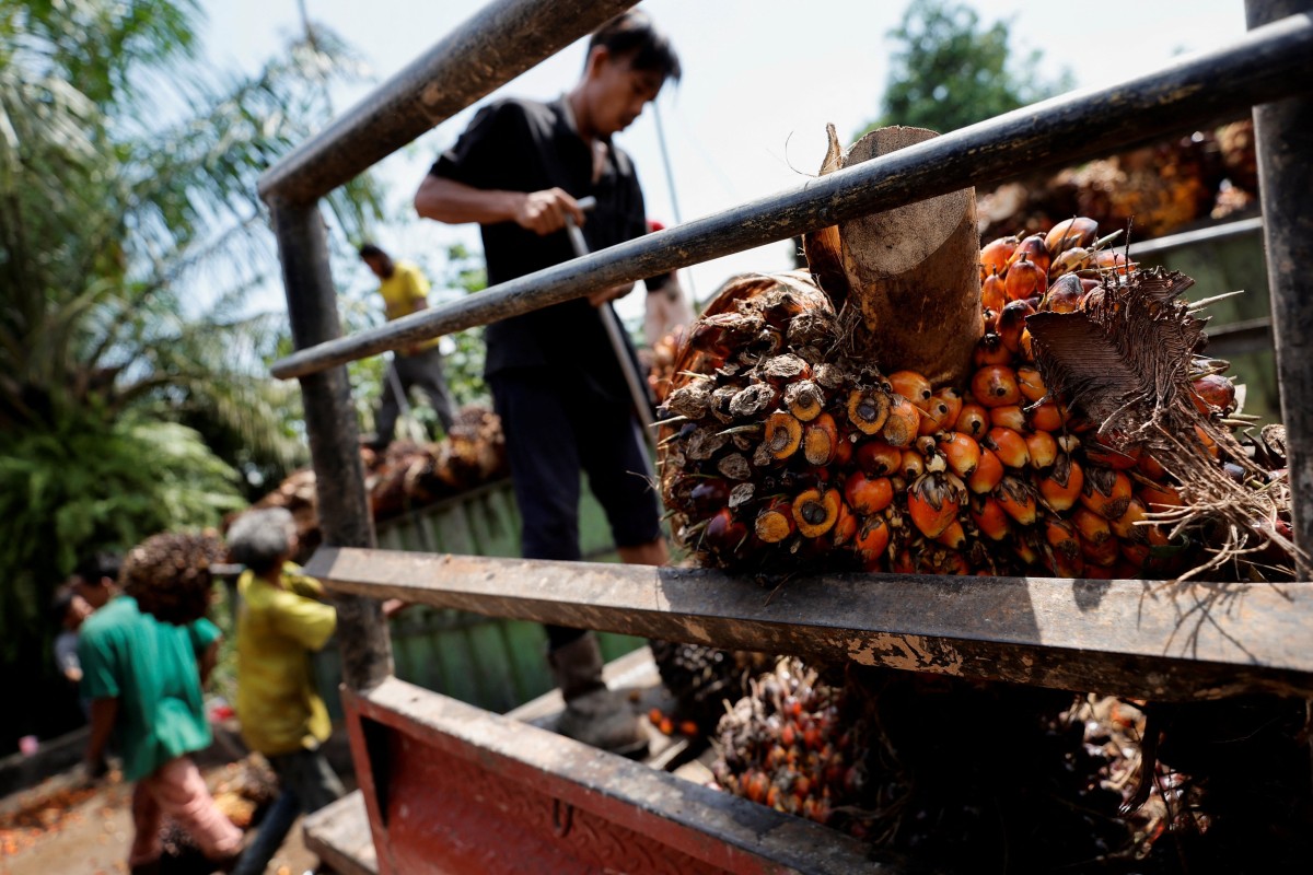 Workers load palm oil fresh fruit bunches to be transported from the collector site to CPO factories on Wednesday. Indonesia banned palm oil exports to help control soaring food prices. Photo: Reuters. 