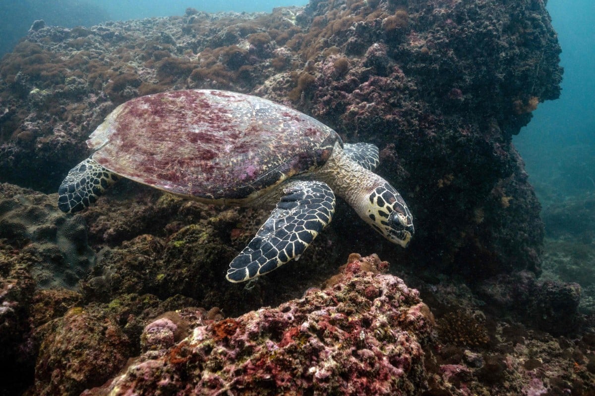 reef toxic sunscreen