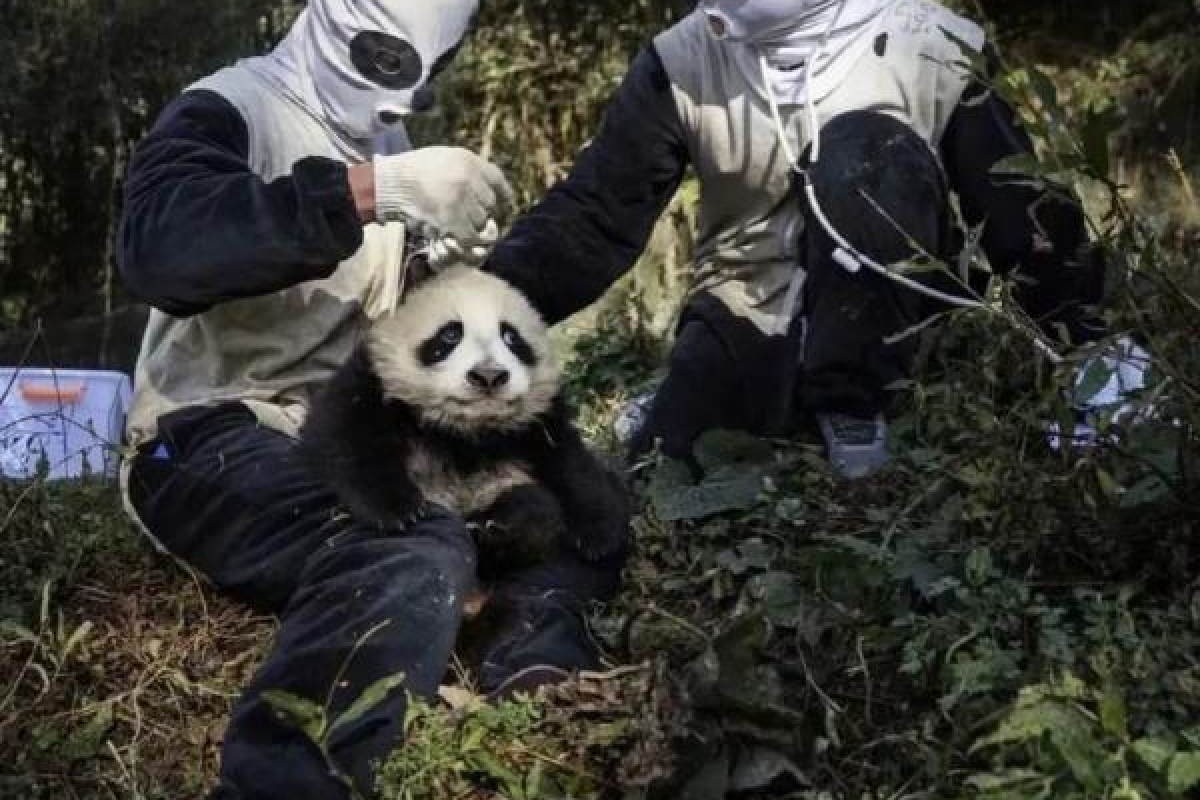 A bit weird': Chinese wildlife staff go viral for wearing panda