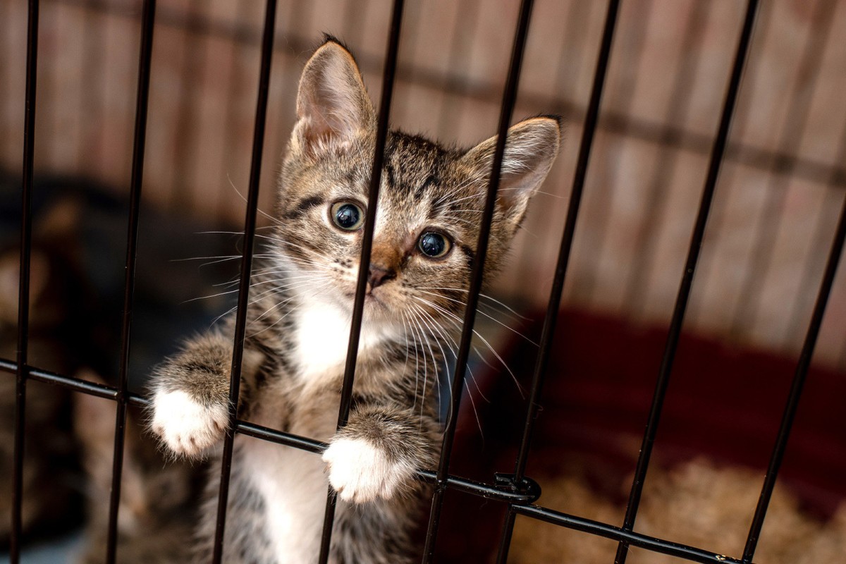 cat lures dog into cage