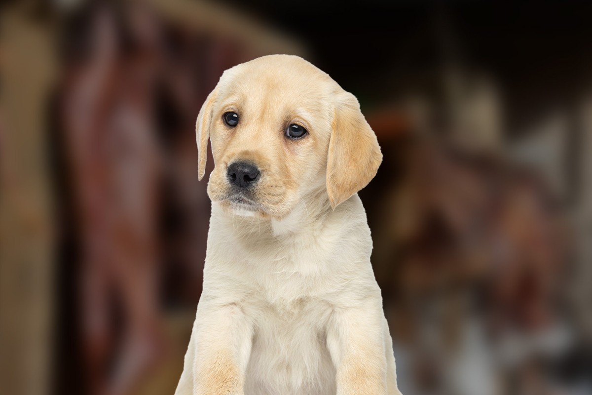 Pay up or I sell dog to meat shop': man in China adopts woman's dog then  threatens to have it killed unless she gives him US$725 | South China  Morning Post