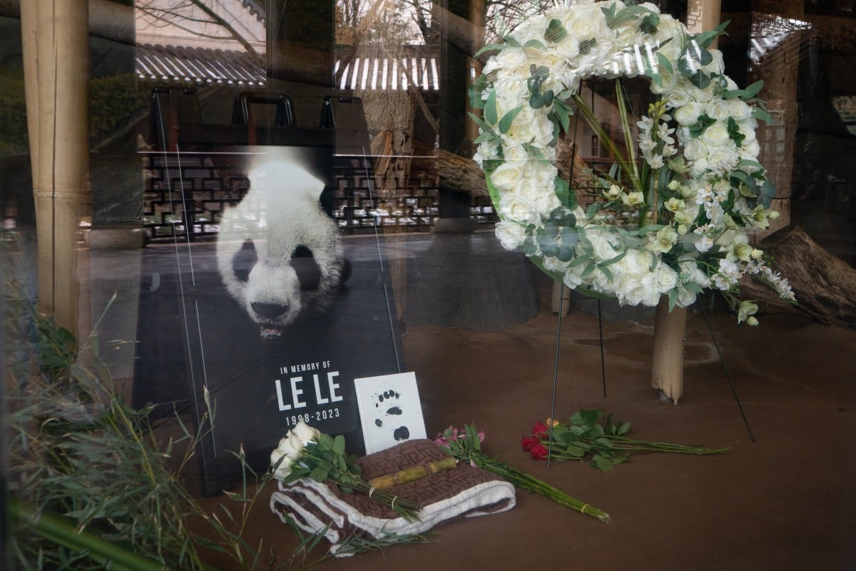 Autopsy reveals giant panda Le Le died of heart disease at US zoo | South  China Morning Post