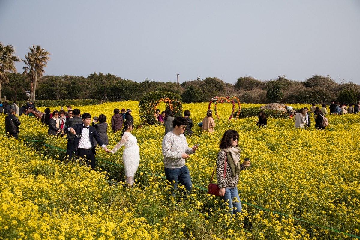 Tourists walk in a rapeseed field in Jeju, South Korea. A row is brewing, with some saying the island should bring in a tourist tax to help it deal with overcrowding and the pressure on infrastructure and the environment. Photo: Bloomberg