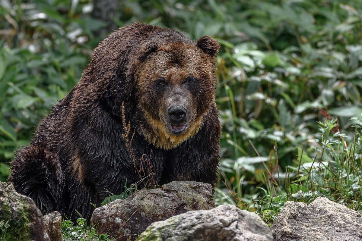  An Ussuri brown bear, also known as the Ezo brown bear, pictured in the wild in Hokkaido. Photo: Shutterstock