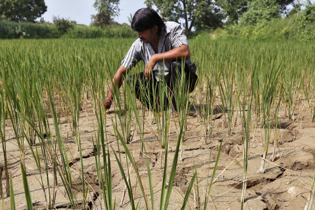 A farmer removes dried plants from his parched paddy field on the outskirts of Ahmedabad, India. Photo: Reuters