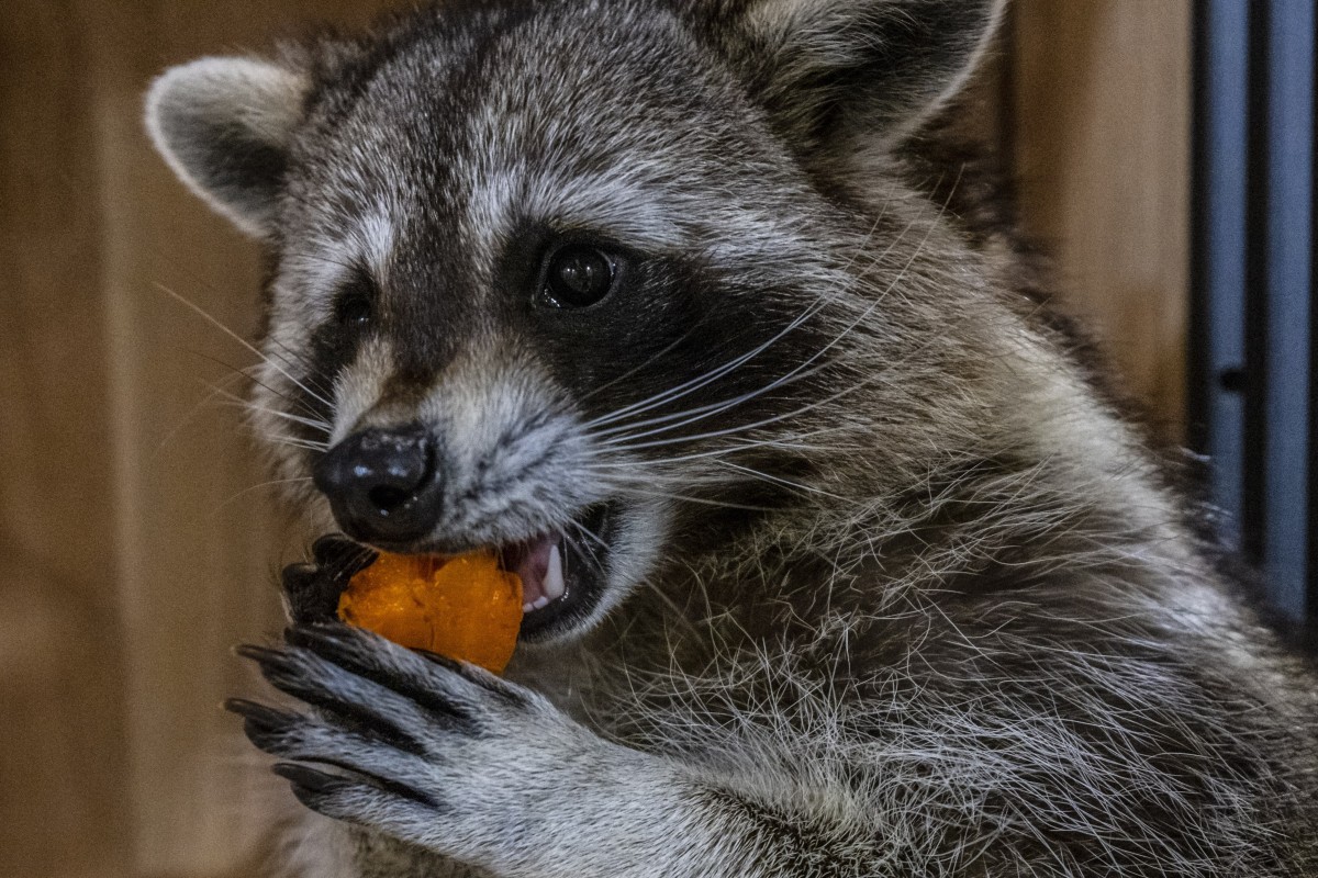 Niigata has seen a sharp increase in raccoon captures in recent years. Photo: EPA-EFE