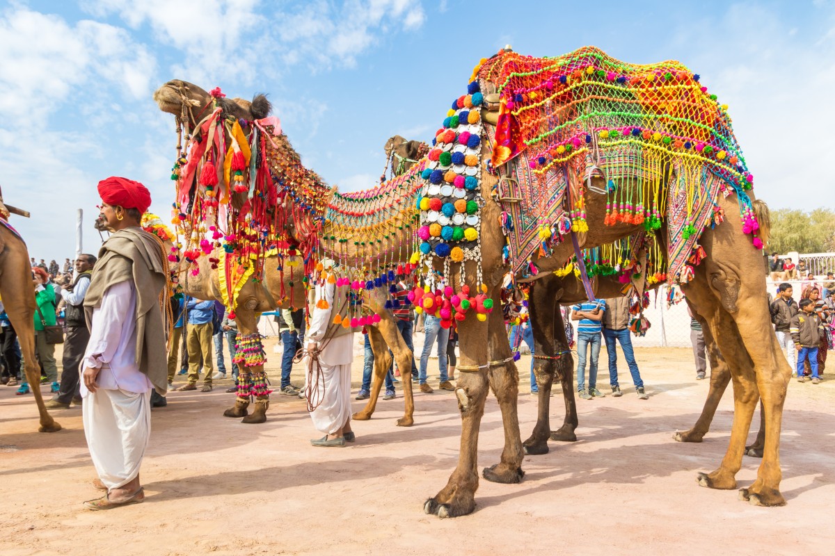 A man with his decorated camel at the Bikaner Camel Mela in Rajasthan, India. Photo: Shutterstock 