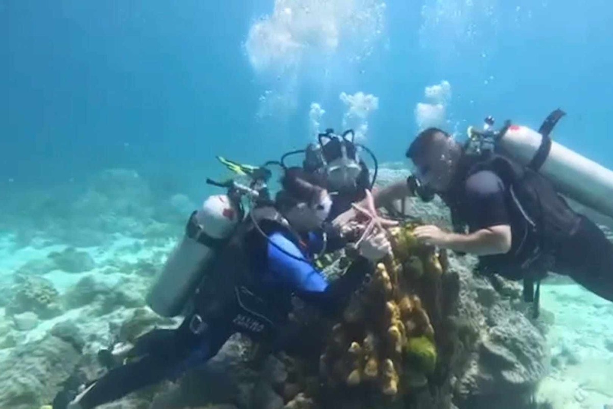 Chinese tourists touch a starfish under the sea in Phuket. Photo: Facebook/Monsoon Garbage Thailand