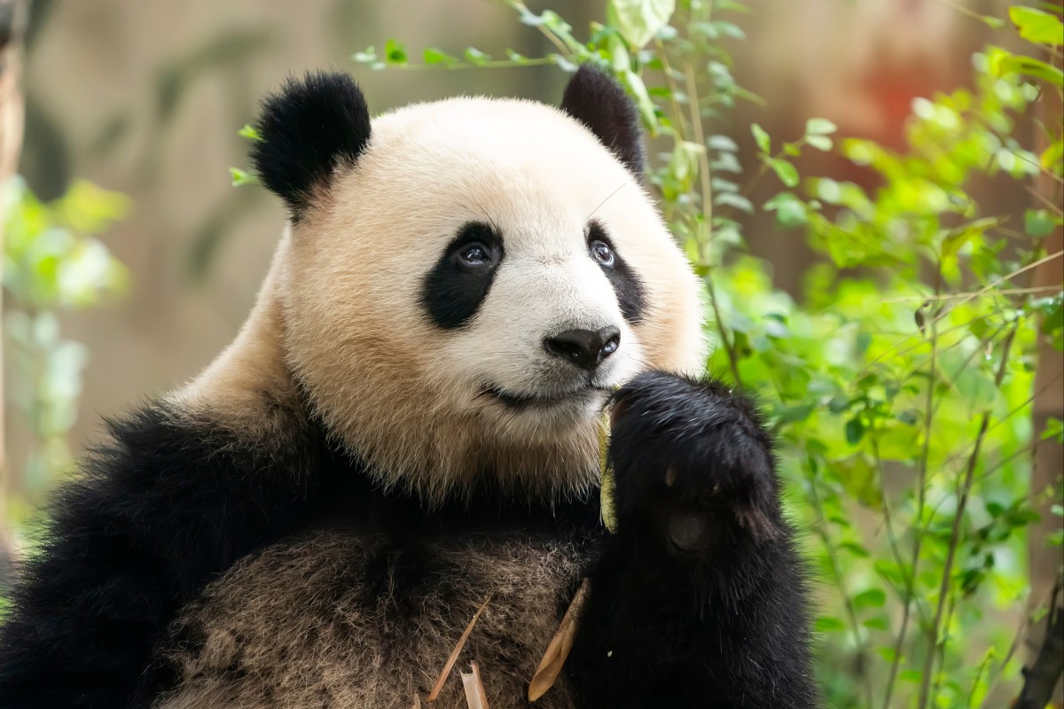 The discovery is the first complete panda skeleton found in an imperial tomb. Photo: Shutterstock