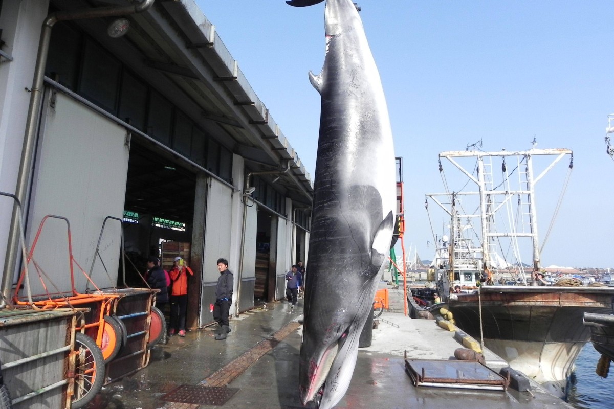 A minke whale accidentally caught by nets cast by South Korean fishermen and hung in the port of Taean in 2012. Photo: AFP
