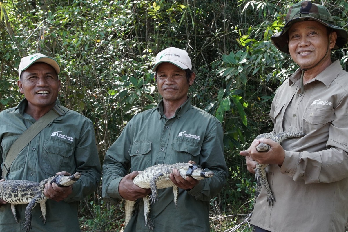 Cambodian rangers with Siamese crocodiles. BBC Earth’s Changing Planet II examines how conservation in six geographical areas of concern, including Cambodia, is helping to improve their delicate ecosystems. Photo: Ferne Corrigan and BBC Studios