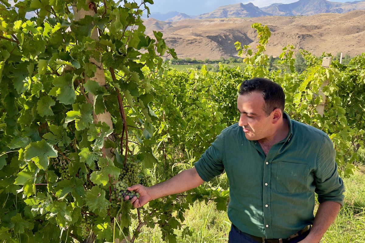 On a hillside in Armenia’s Vayots Dzor province, winemaker Norayr Grigoryan of Areni Vineyards, the country’s first post-Soviet private winemaking company, checks grapes in one of his company’s vineyards. Photo: Peter Neville-Hadley