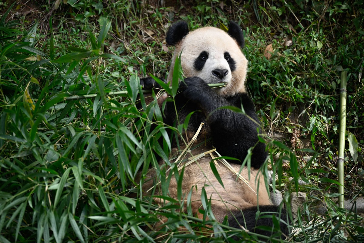 Giant panda jet lag? Study finds captive animals struggle to adapt