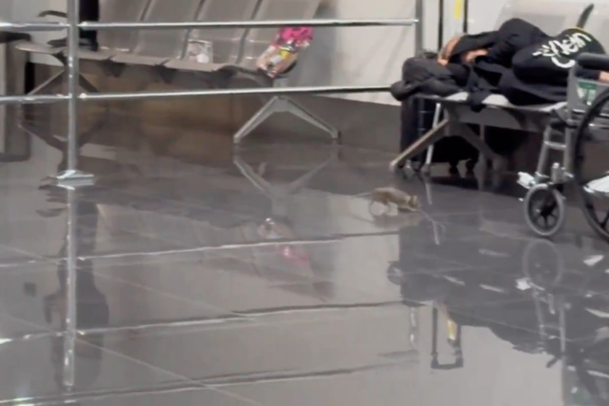 A rat is captured on video running across Terminal 3 of the Ninoy Aquino International Airport in the Philippines. Photo: Handout
