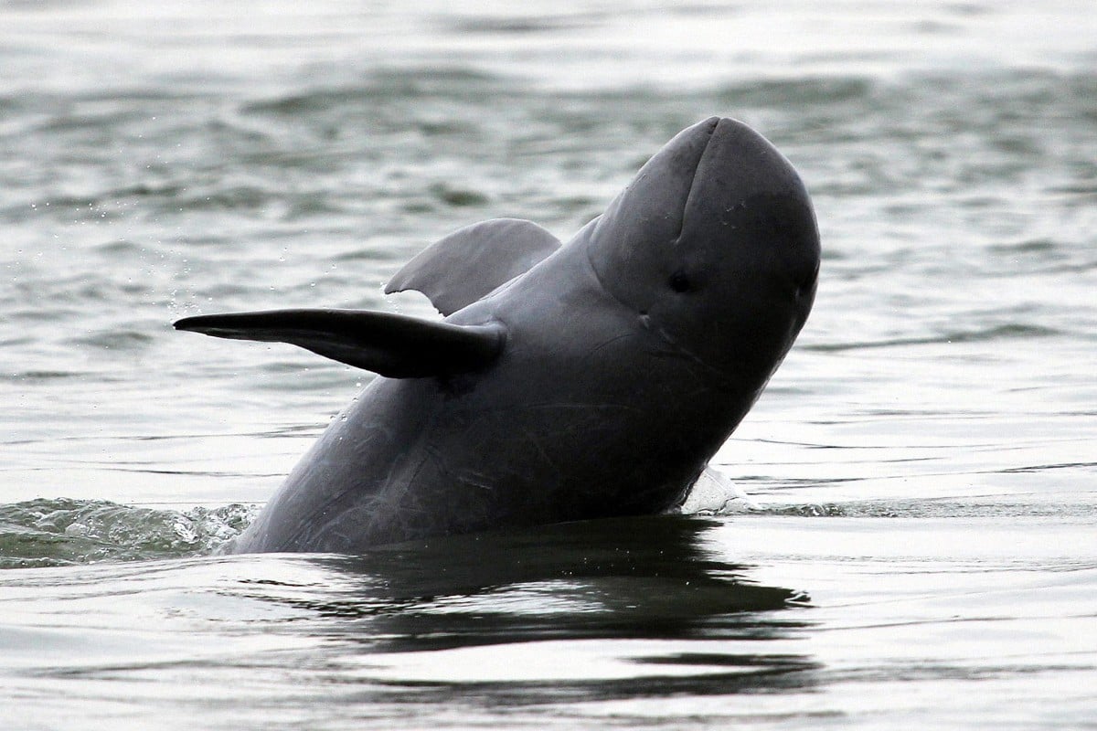 An Irrawaddy dolphin swims in the Mekong river in Cambodia’s Kratie province on March 24, 2012. A proposed Cambodian commune’s festival aims to reflect the value of the animals while promoting conservation efforts – but its last one died two years ago.