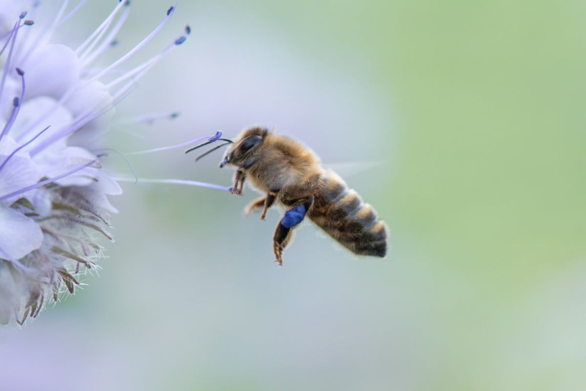 Bees and butterflies have been in dramatic decline in the UK in recent years, while a significant portion of the country’s wildlife is at risk of disappearing all together. Photo: Shutterstock