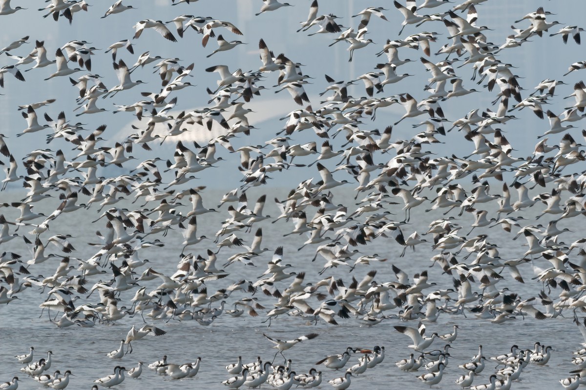 Avocets in flight over Mai Po, Hong Kong, in March 2018. Photo: Martin Williams