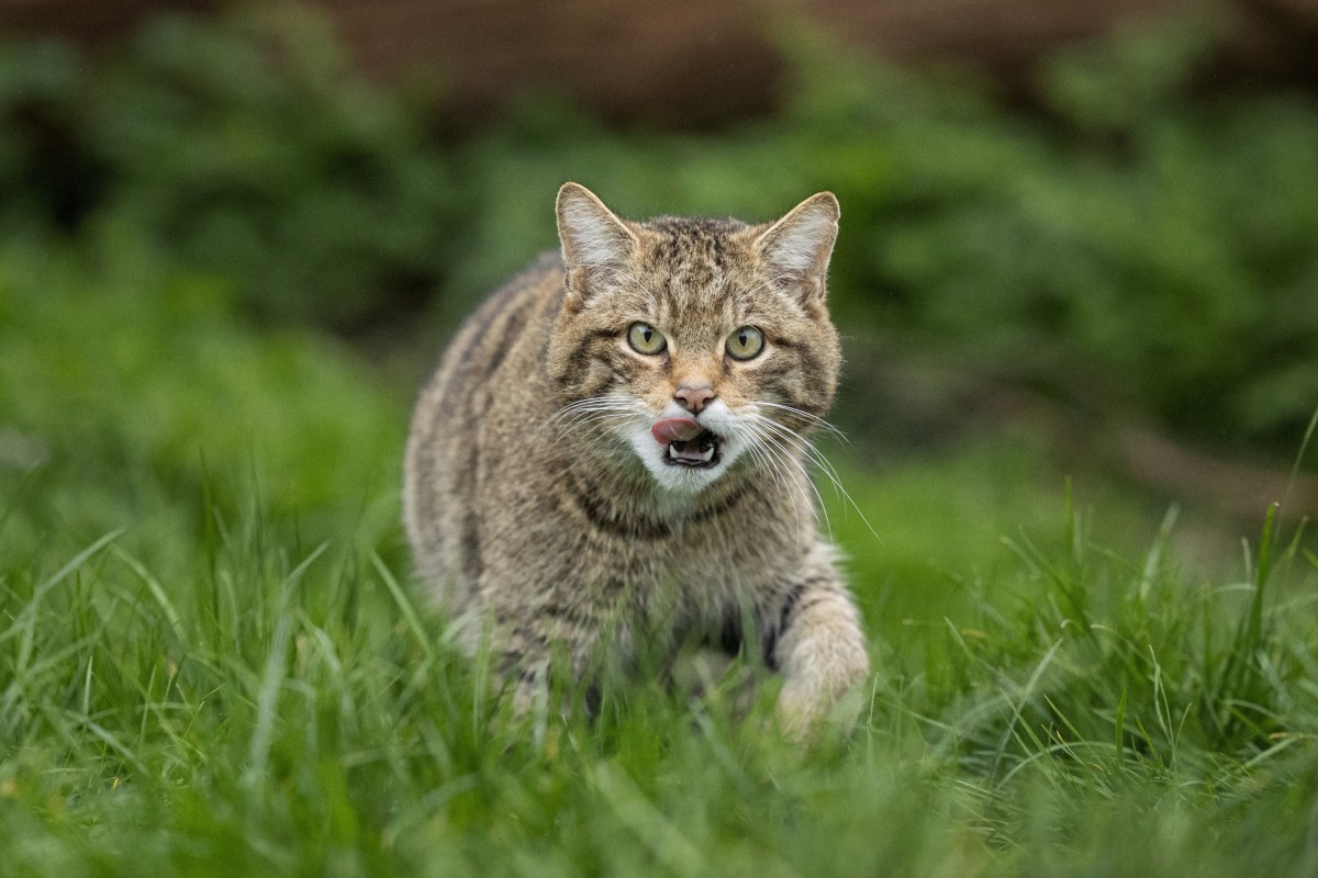 A group of 19 Scottish wildcats was released into the Cairngorms National Park in 2023. Photo: Daniel Allen