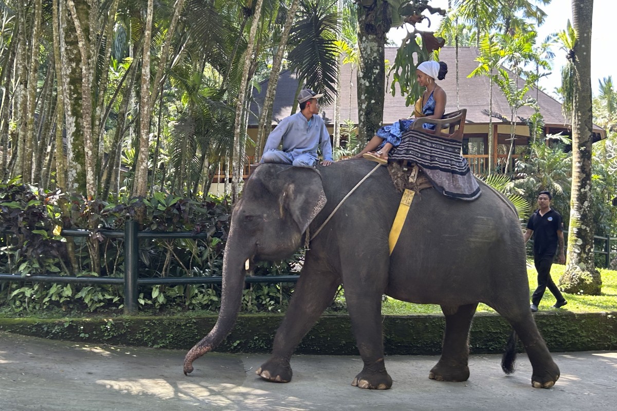 A tourist rides on an elephant at Mason’s Elephant Park and Lodge, Bali, Indonesia. Animal welfare groups slam Bali’s elephant parks for cruelly exploiting their captive animals for tourism, while park owners say the elephants enjoy human interaction and exercise. Photo: Dave Smith