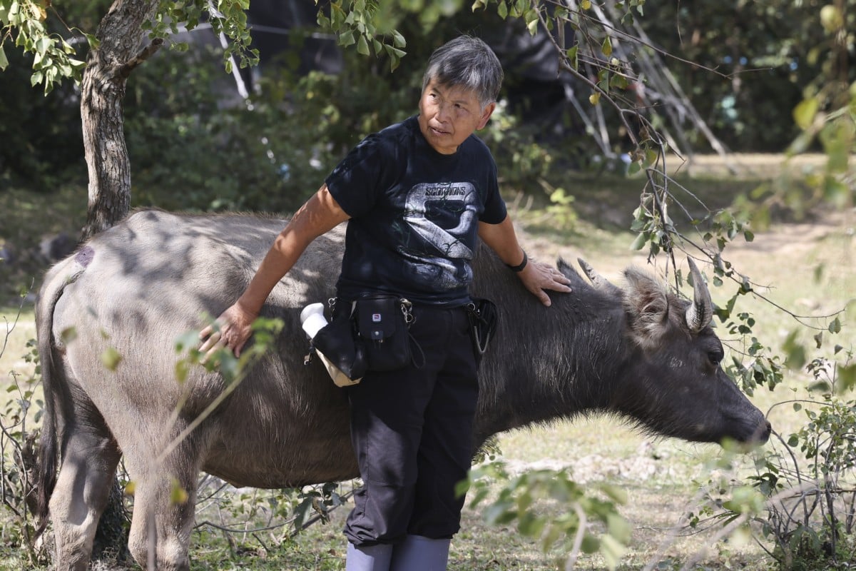 Lantau’s “buffalo whisperer” Jean Leung on growing up in a haunted house in Hong Kong and the injured beast that changed her life. Photo: Dickson Lee
