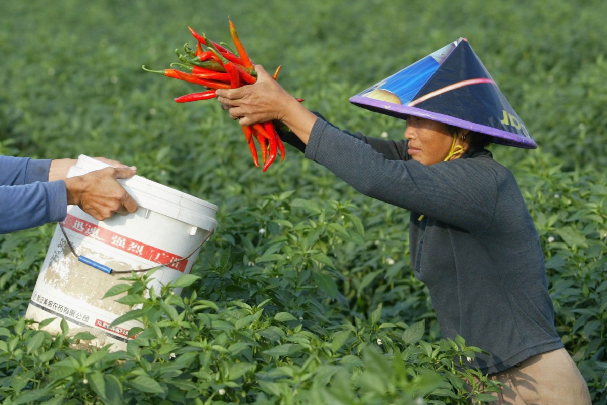 Chinese farmers pick chilis in Hainan province. Centuries ago the chilli pepper was a salt substitute for the minority Miao people of southwest China, and unknown elsewhere in the country. Photo: Getty Images
