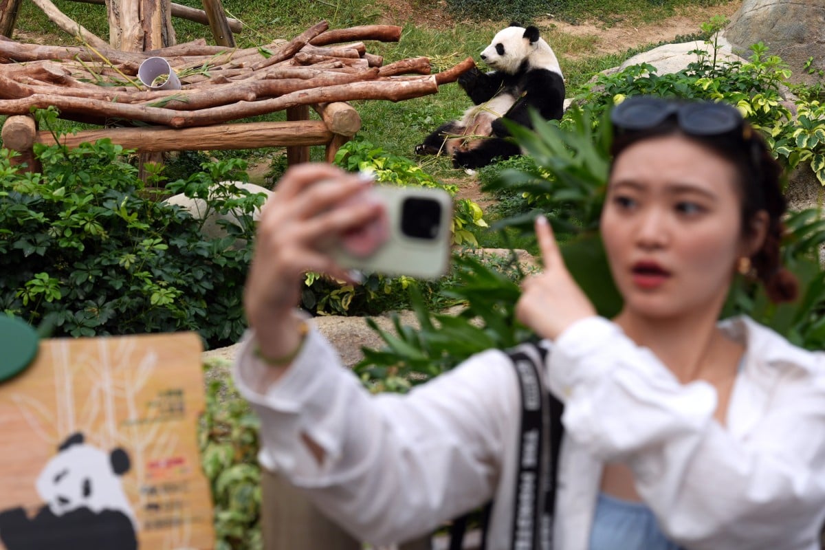 A visitor to Ocean Park snaps a photo with giant panda Ying Ying during the July 1 holiday. Photo: Eugene Lee