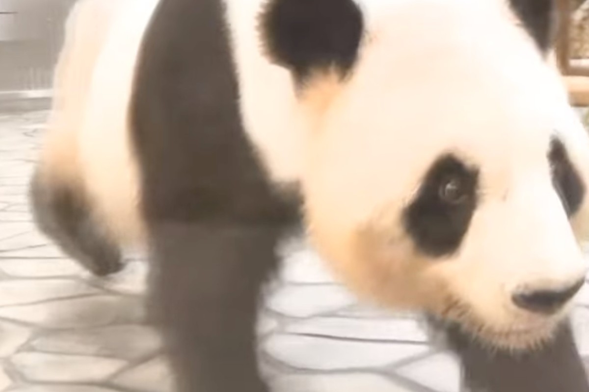 Japan zoo makes workers mimic pandas after returning all 4 to